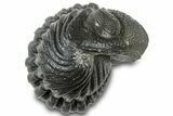 Wide Enrolled Morocops Trilobite - Morocco #310742-2